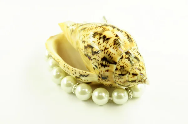 Skořápka a perla — Stock fotografie