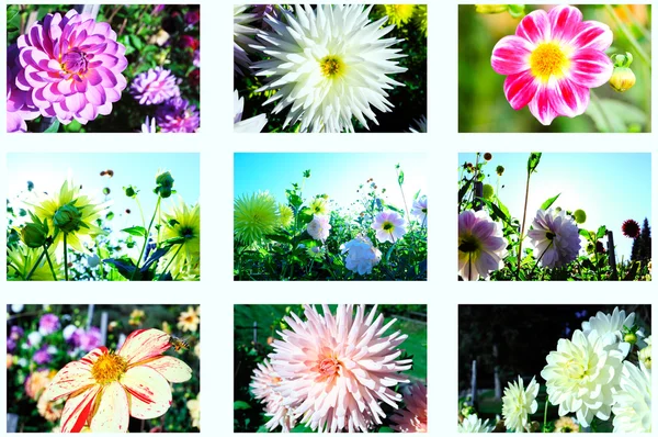 Blommor höst — Stockfoto