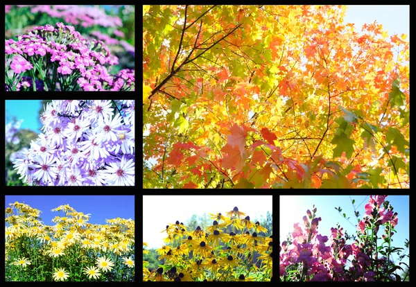 stock image Flowers autumn