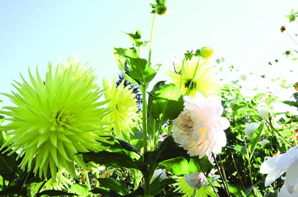 Blommor trädgård — Stockfoto