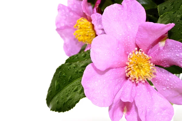 stock image Pink flowers