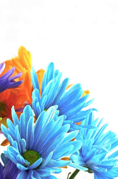 Kwiaty stokrotki — Zdjęcie stockowe