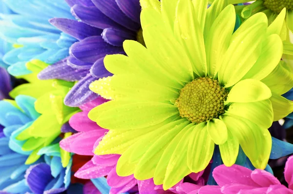 Daisies flowers — Stock Photo, Image