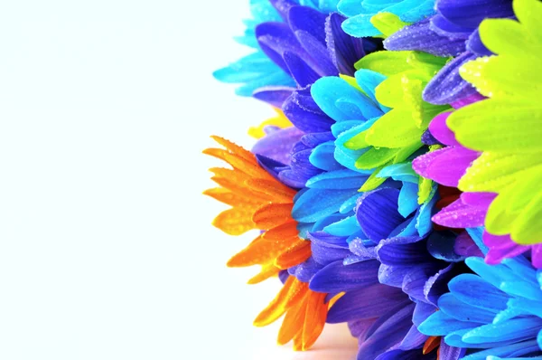 Madeliefjes bloemen — Stockfoto