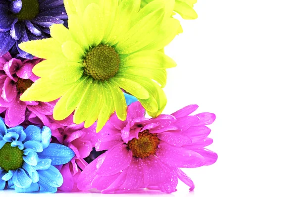 ヒナギクの花 — ストック写真