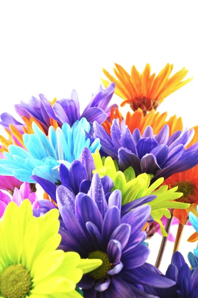 Daisies flowers — Stock Photo, Image