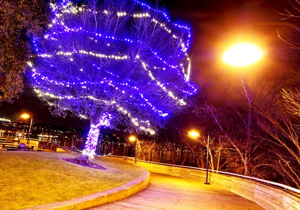 stock image Illuminated tree