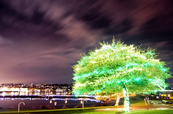 stock image Green tree illuminated