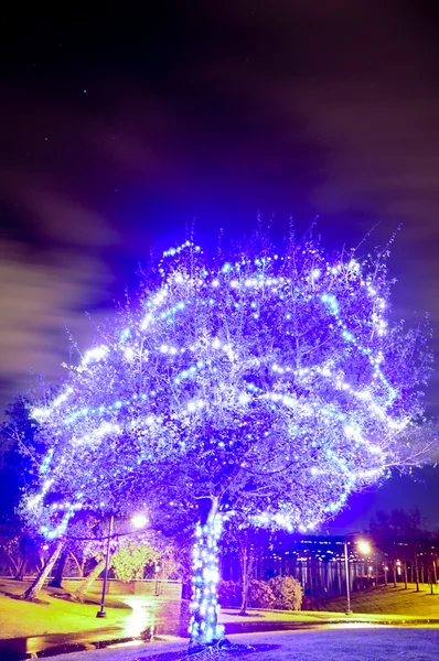 Árvore azul iluminada — Fotografia de Stock