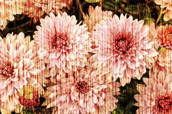 Chrysanthemen im Grunge — Stockfoto