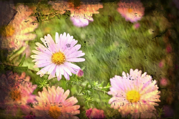 Kamillenblüte Grunge Stil Hintergrund — Stockfoto