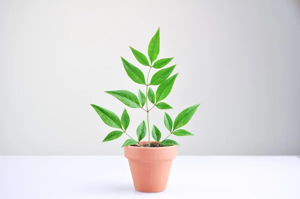 stock image Small green plant in pot on a table