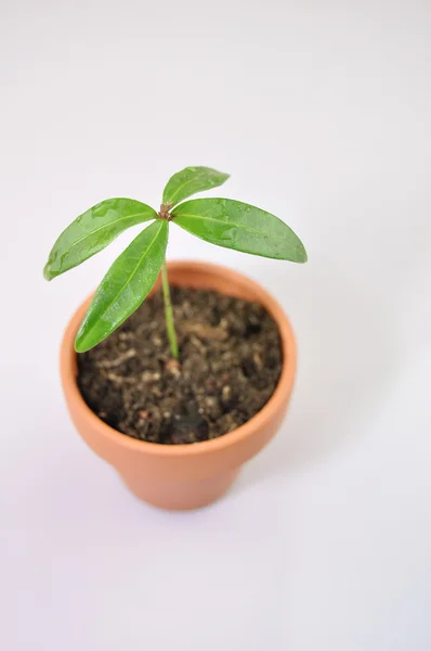 stock image Small green plant in pot on a table
