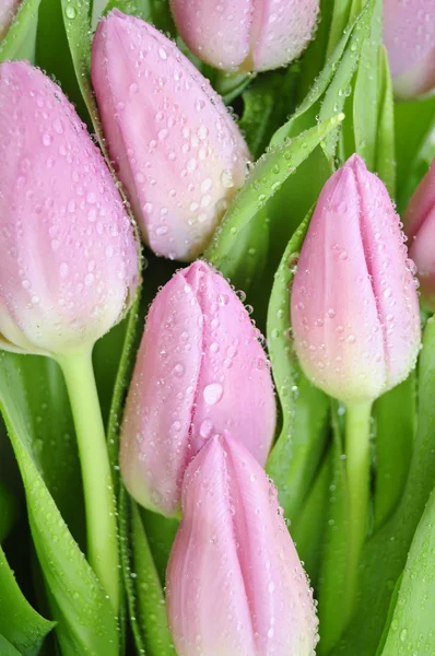 Bouquet Gota Tulipanes Rosados Jarrón Sobre Fondo Blanco —  Fotos de Stock
