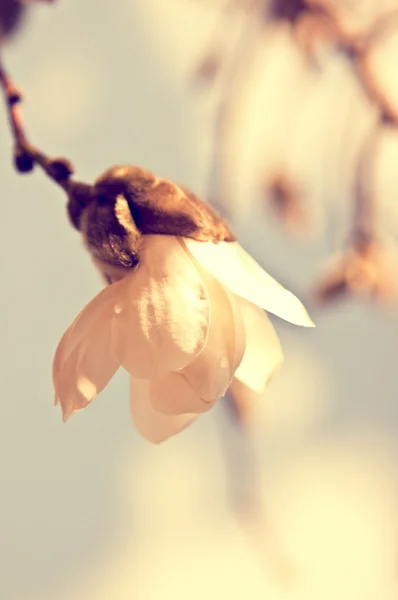 Magnolia bud — Stock Photo, Image