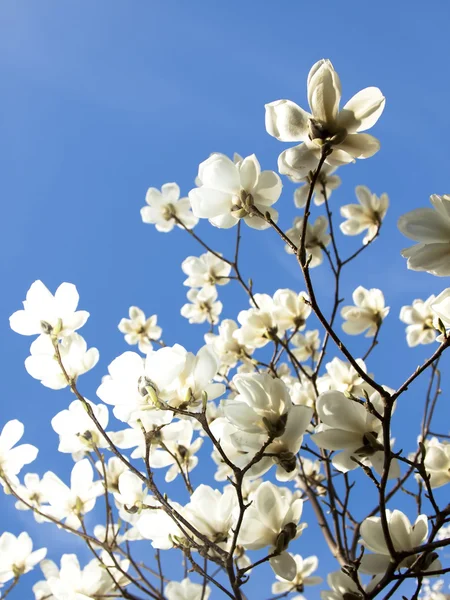 Magnolia árvore — Fotografia de Stock