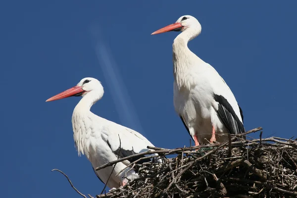 Két gólya, kék ég alatt — Stock Fotó