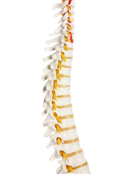 Human hip bone — Stock Photo, Image