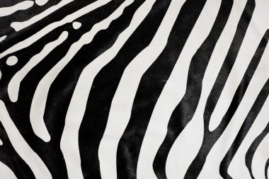 Zebra fur clipart