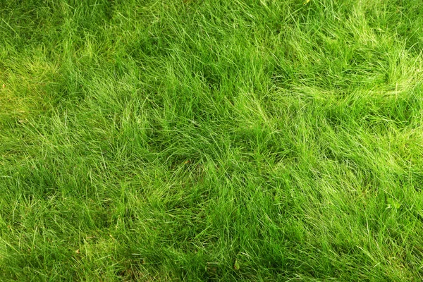 Вид Сверху Зеленую Свежую Натуральную Траву — стоковое фото