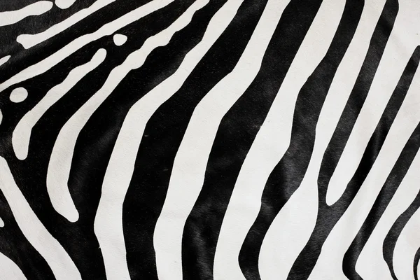 Zebrafell — Stockfoto