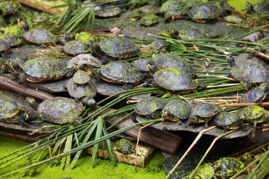 Grup kaplumbağaları