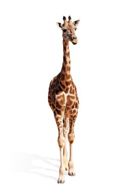 Baby giraffe clipart