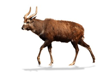 Male sitatunga antelope clipart