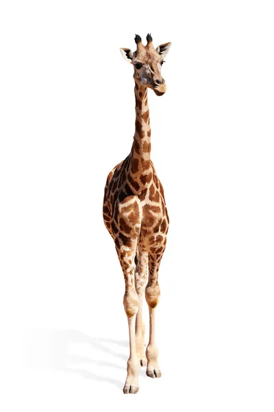 Bebek zürafa — Stok fotoğraf