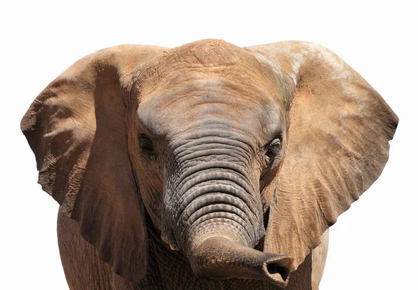 Bir fil portresi — Stok fotoğraf