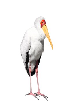 Yellow-billed stork clipart