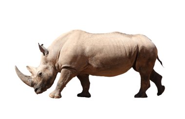 Rhinoceros clipart