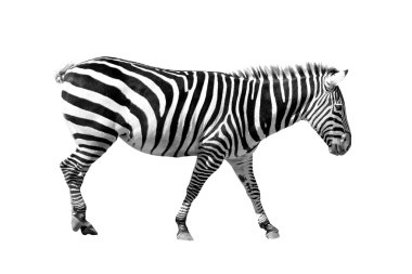 Beyaz üzerine Zebra