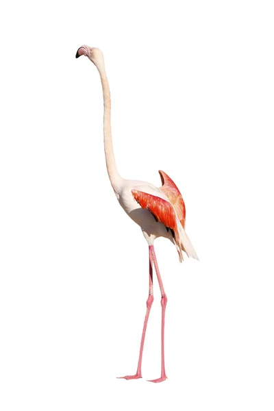 Flamingo sobre branco — Fotografia de Stock