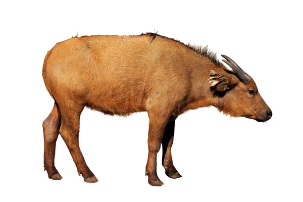 Ung buffel — Stockfoto