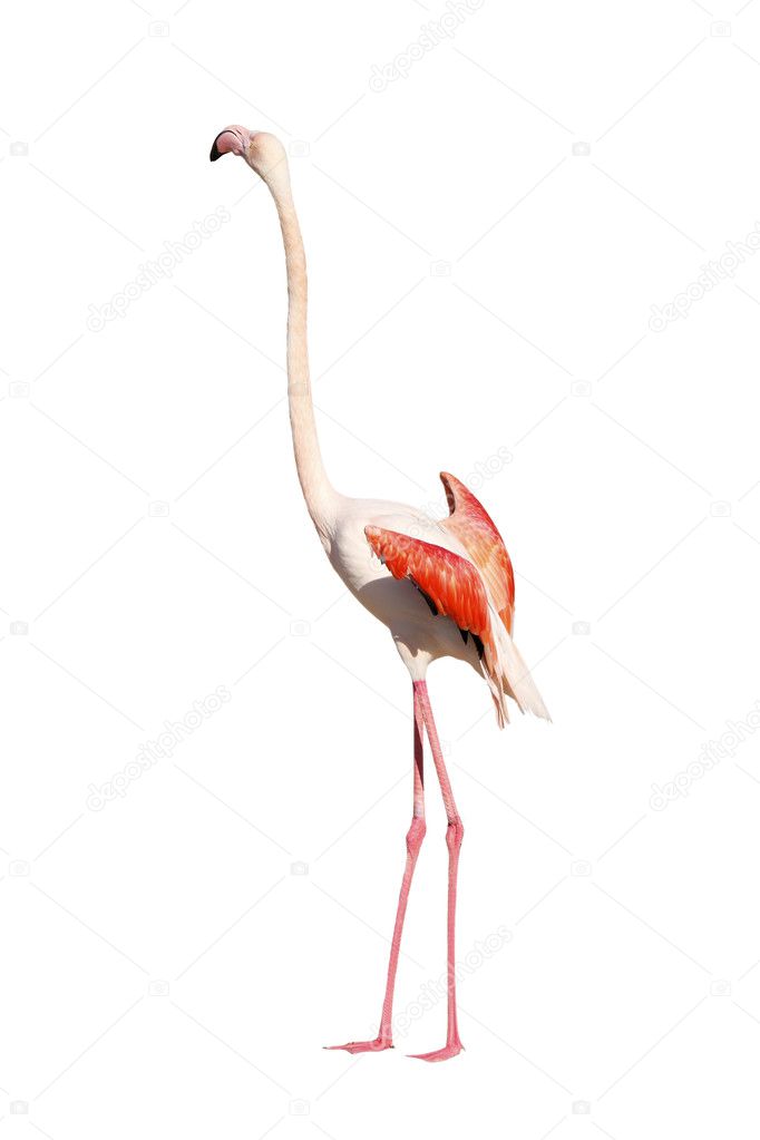 Flamingo over white