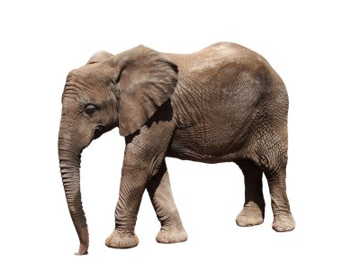 Afrika fili
