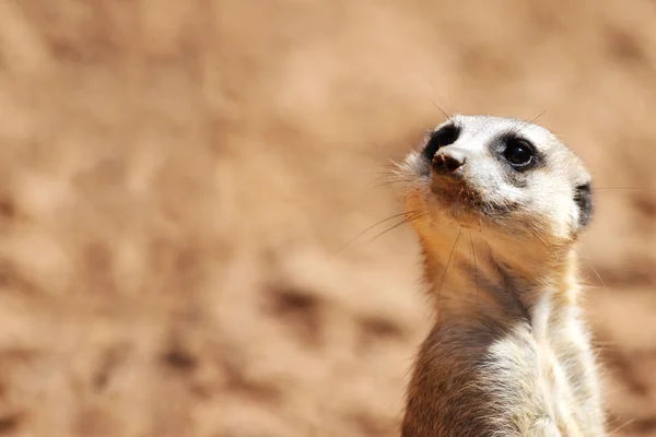 Afrikkalainen suricate — kuvapankkivalokuva