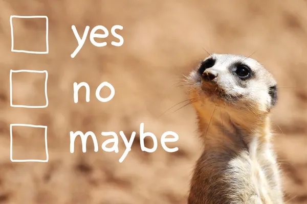 Toma de decisiones sobre el suricato africano — Foto de Stock