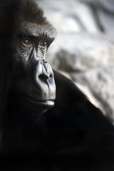 stock image Gorilla portrait