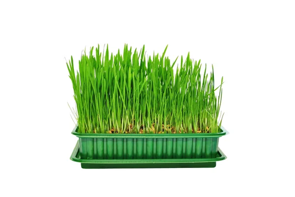 Grünes Frisches Gras Auf Weißem Hintergrund — Stockfoto
