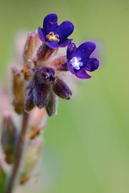 Common Bugloss Anchusa officinalis or Alkanet flower clipart