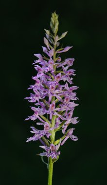 ortak benekli orkide dactylorhiza fuchsii