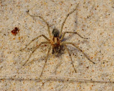 Beyaz kumları üzerinde dinlenme kurt örümceği lycosidae