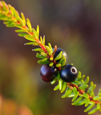 Black crowberry Empetrum nigrum clipart