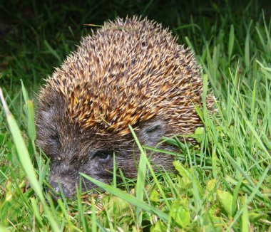 European hedgehog Erinaceus europaeus clipart