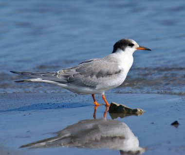 Arctic Tern Sterna paradisaea clipart