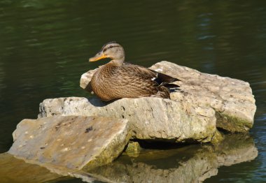 Bayan mallard anas platyrhynchos duran kayaların üzerinde