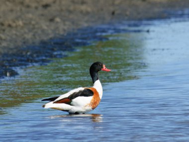 ortak shelduck tadorna tadorna