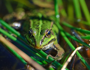 Green frog Pelophylax esculentus hiding in aquatic vegetation